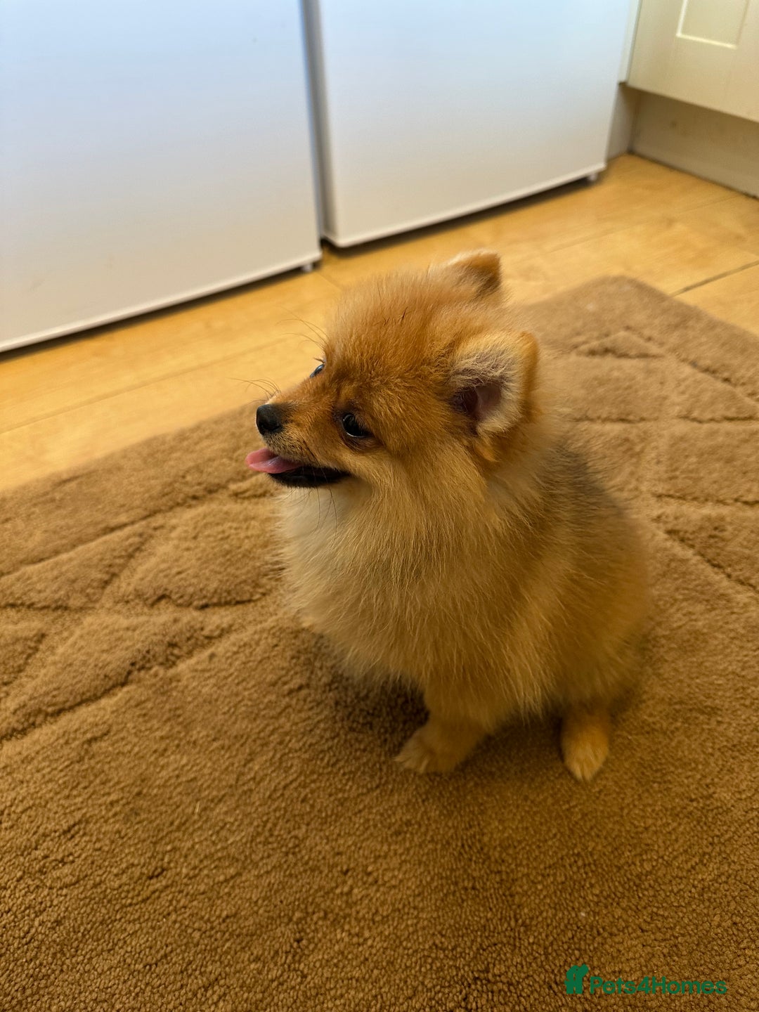 Pomeranian dogs for sale: ✨KC ready now last 3 girls  Pomeranian puppies in Wolverhampton - Image 3