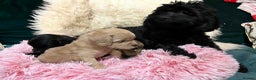 Cavapoo dogs for sale: Stunning litter of mix coloured tiny toy cavapoos - Advert 8