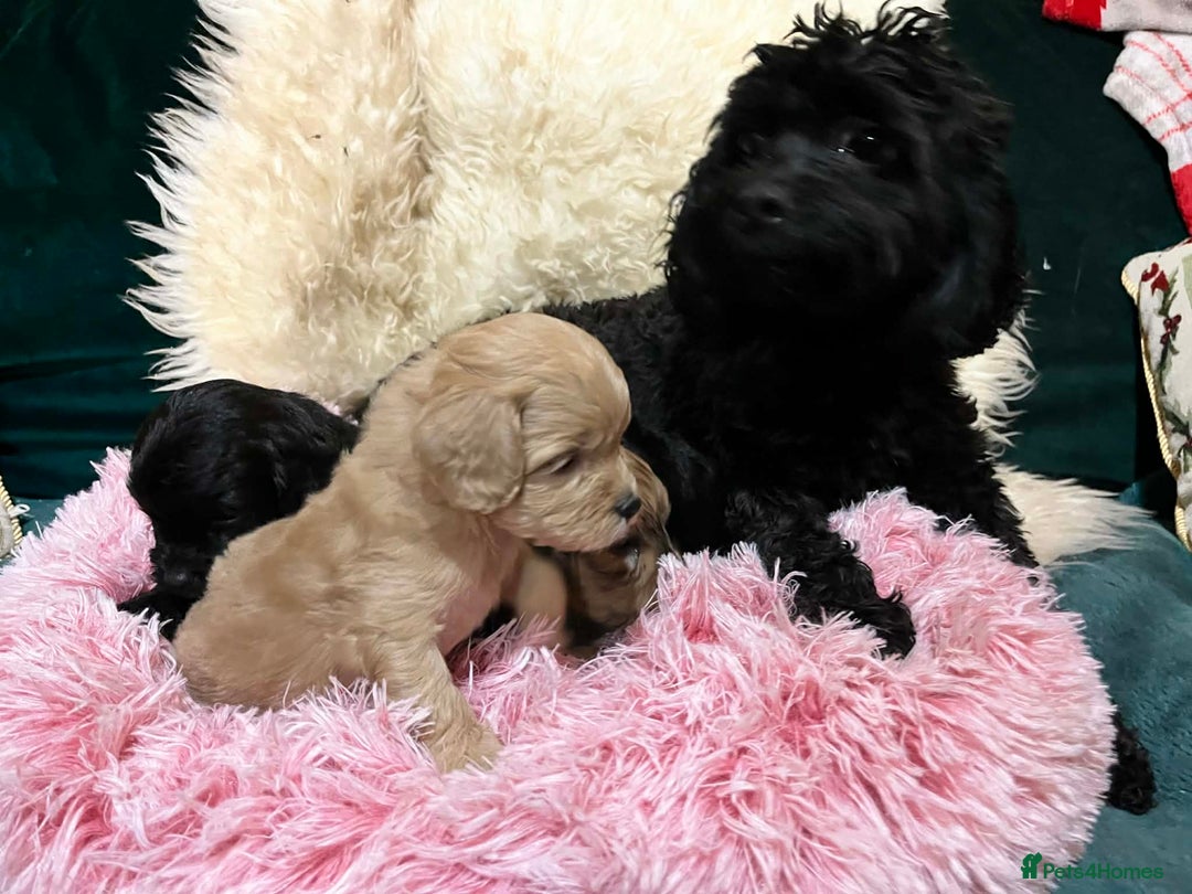 Cavapoo dogs for sale: Stunning litter of mix coloured tiny toy cavapoos - Advert 8