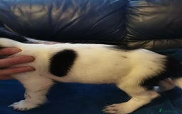 English Springer Spaniel dogs for sale: 9 Beautifully marked English Springer Spaniels  - Image 13