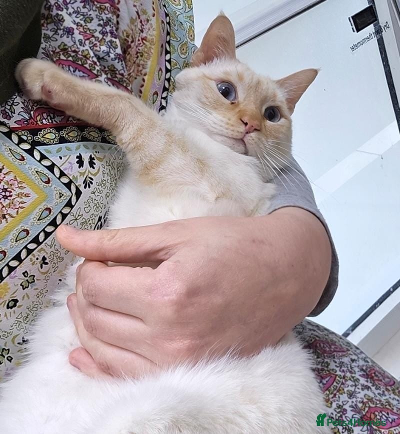 Mixed Breed cats [Indoors Only] White Sugar - Lovely Special Boy - Advert 6