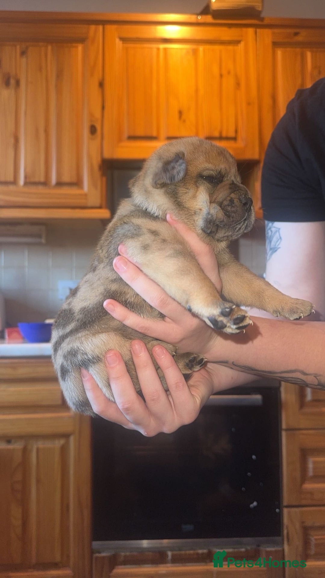Mixed Breed dogs for sale: American bulldog / chowchow  - Advert 17