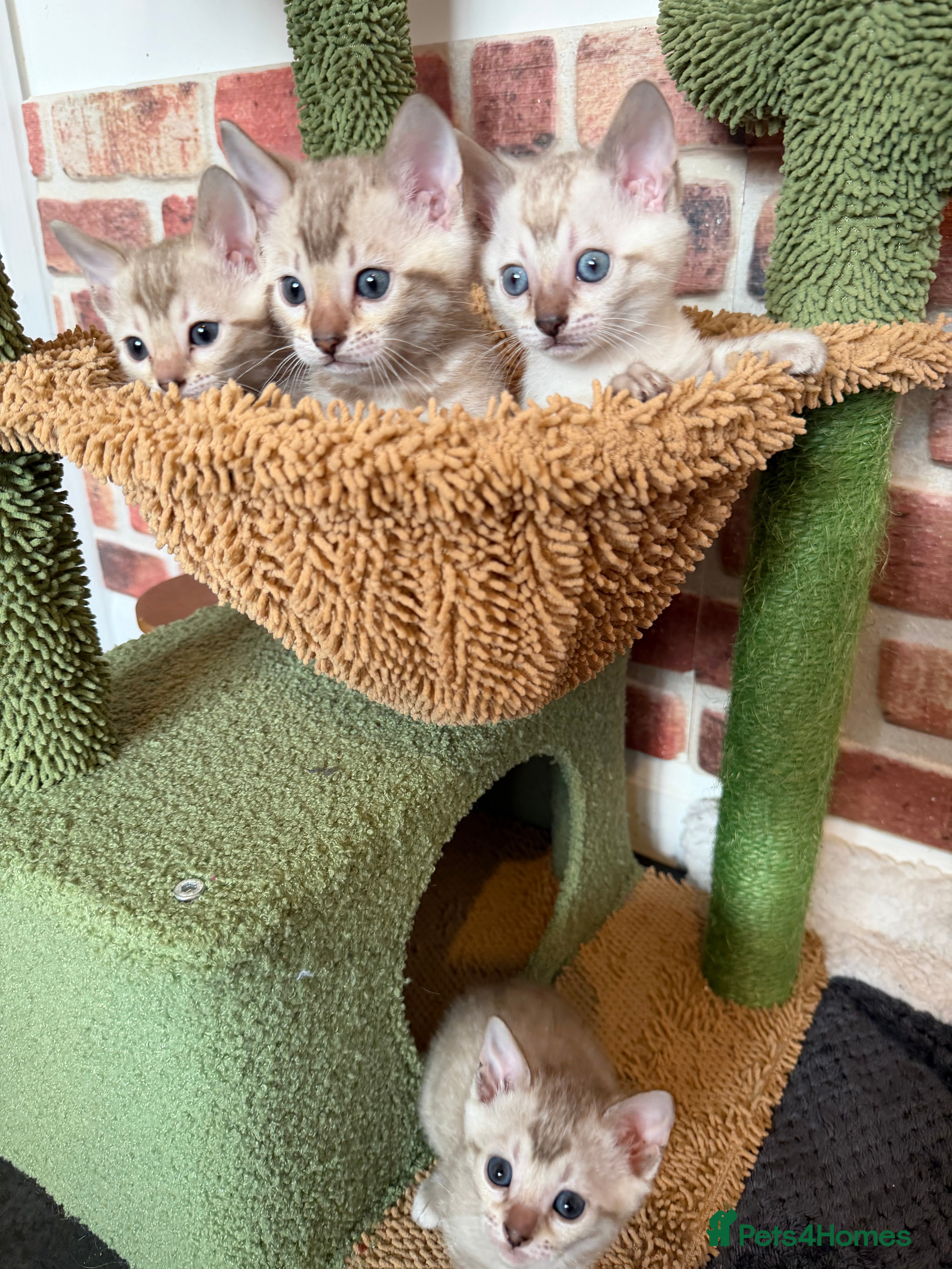 Bengal cats 🏆 Snow Lynx Bengal Kittens, TICA Certificated ✅ - Advert 7