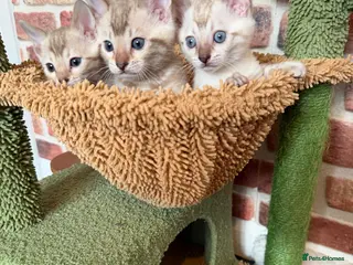 Bengal cats 🏆 Snow Lynx Bengal Kittens, TICA Certificated ✅ - Advert 7