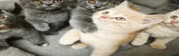 British Shorthair cats for sale: Stunning Rare Colours British Shorthair Kittens - Advert 13