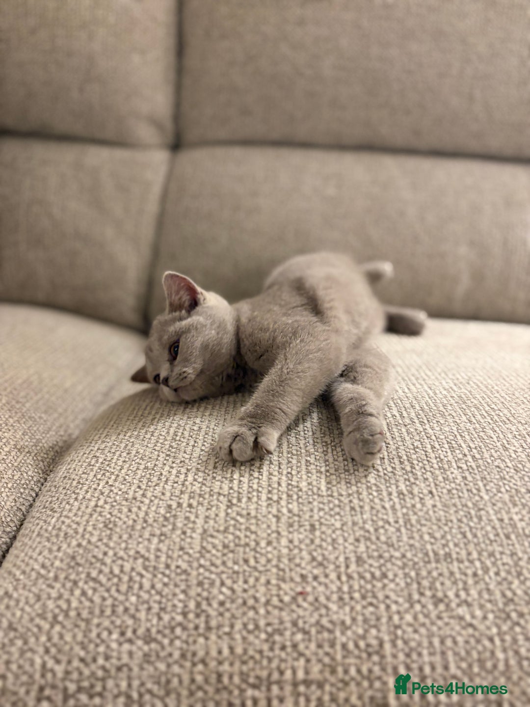 British Shorthair cats for sale: Beautiful British shorthair kittens  - Advert 5