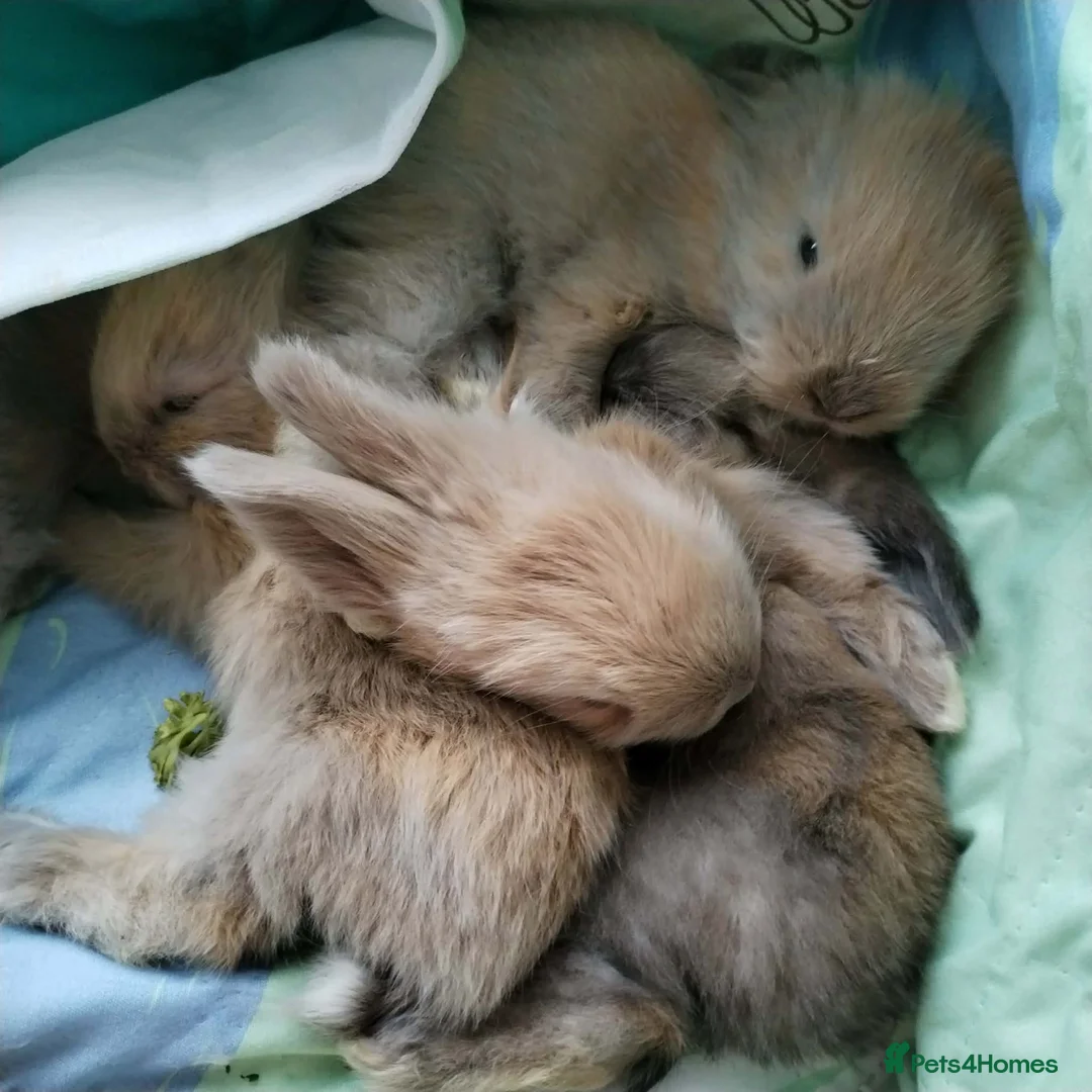 Angora rabbits for sale: Pure Breed Full Face Angora Kits  - Advert 2