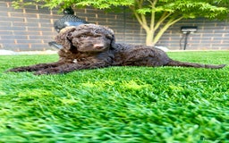 Australian Labradoodle dogs for sale: *waiting list* Australian labradoodles - Image 31