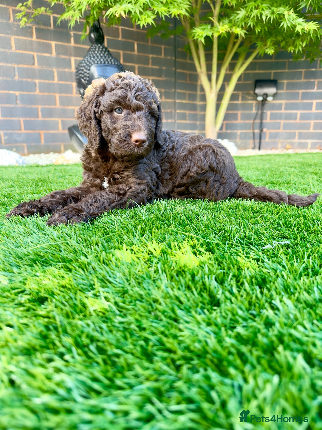 Australian Labradoodle dogs for sale: *waiting list* Australian labradoodles - Image 31