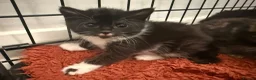 Domestic Shorthair cats for sale: Beautiful little of four - Advert 3