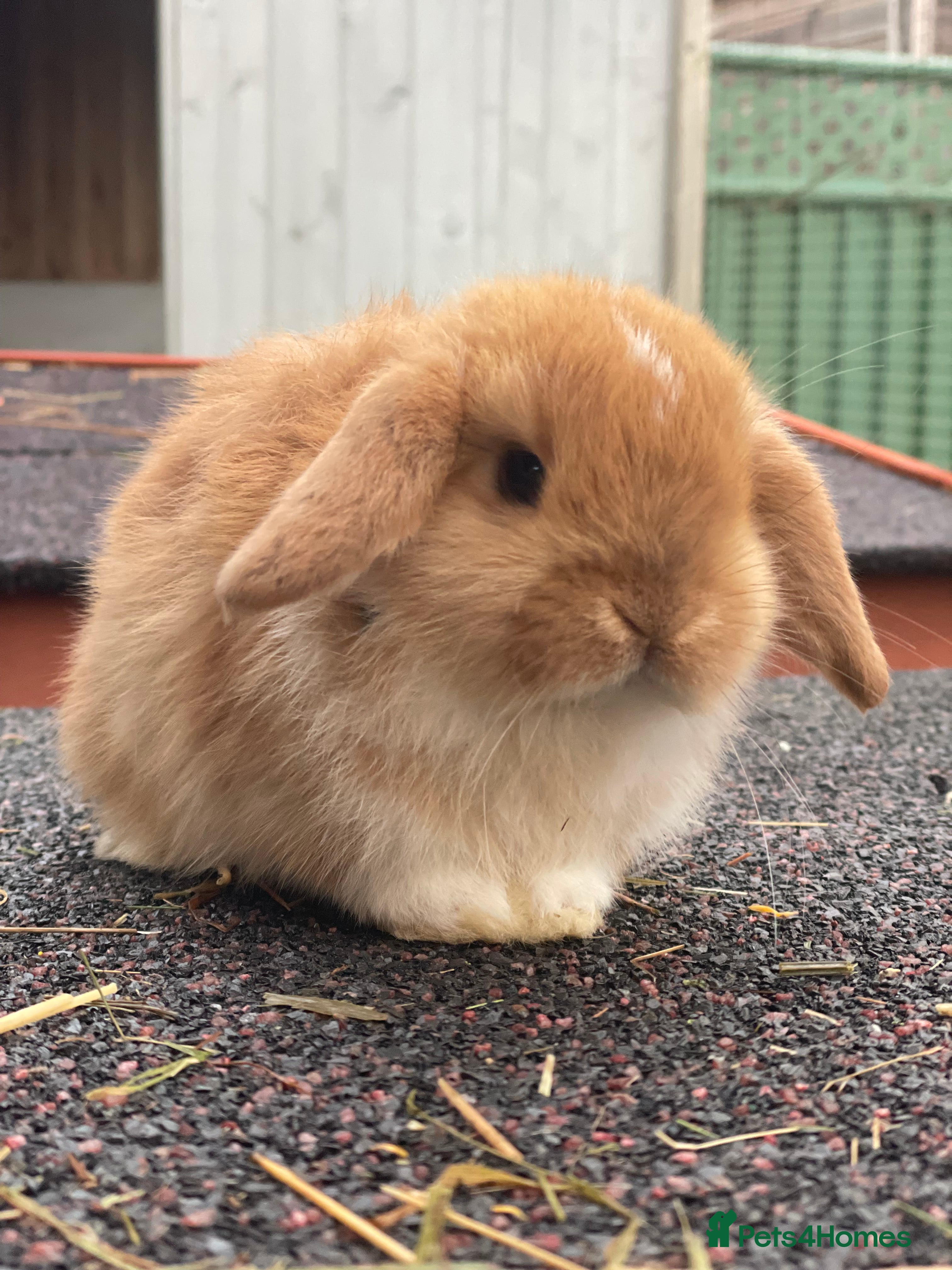 Mini Lop rabbits Beautiful mini lop ready for his forever home - Advert 4