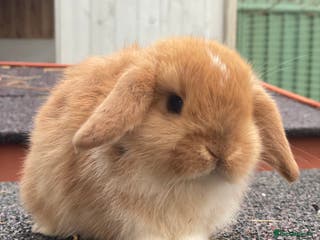Mini Lop rabbits Beautiful mini lop ready for his forever home - Advert 4