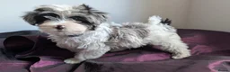 Yorkshire Terrier dogs for sale: Stunning Yorkshire Litter of Unique Colours - Advert 13
