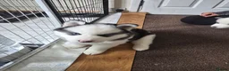 Siberian Husky dogs for sale: EBONY / ARYA SIBERIAN HUSKYS READY TO LEAVE  - Advert 21