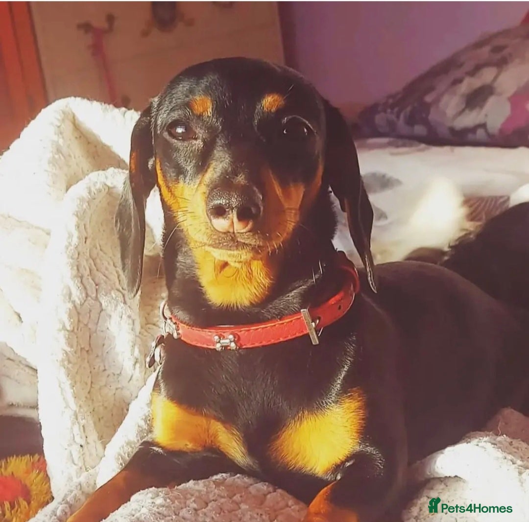 Miniature Dachshund dogs black and tan miniature dachshunds girls - Advert 6