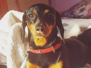 Miniature Dachshund dogs black and tan miniature dachshunds girls - Advert 3