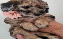 Mixed Breed dogs for sale: Beautiful Unique colours and markings - Image 6