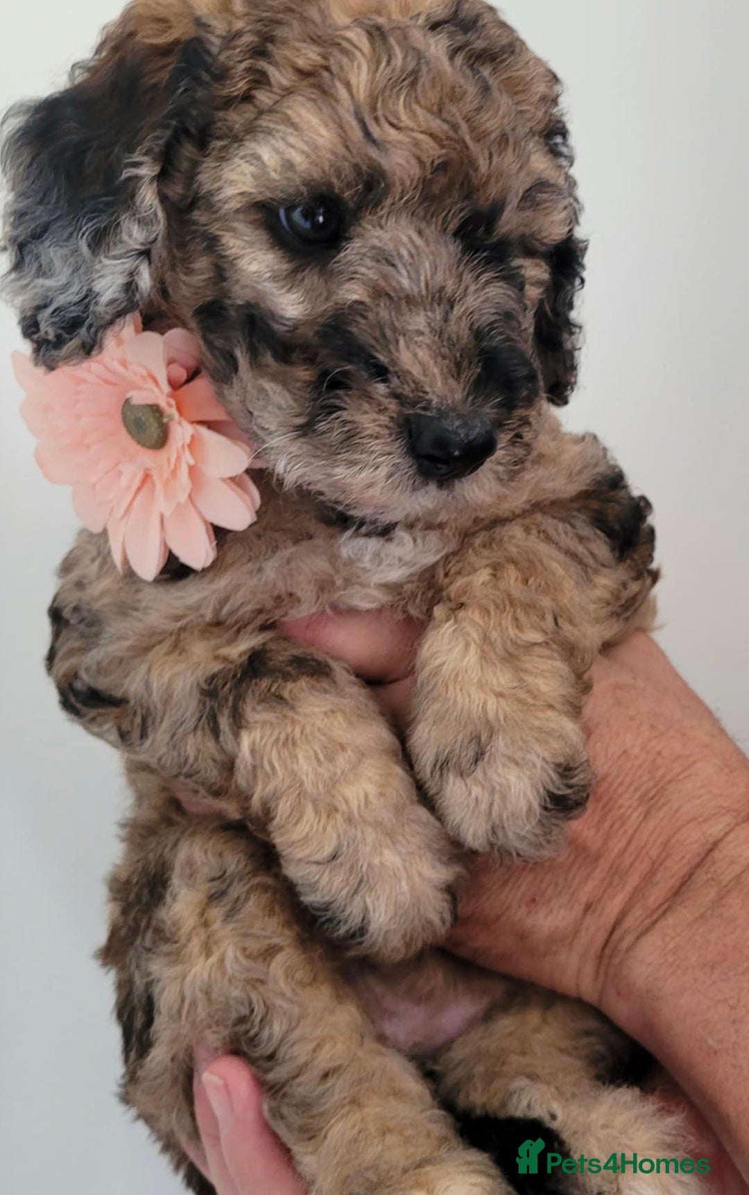 Mixed Breed dogs for sale: Beautiful Unique colours and markings - Image 6