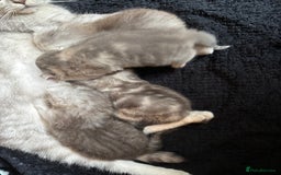 British Shorthair cats for sale: ❤️ Rare Persian Fold/Straight ❤️ - Image 5