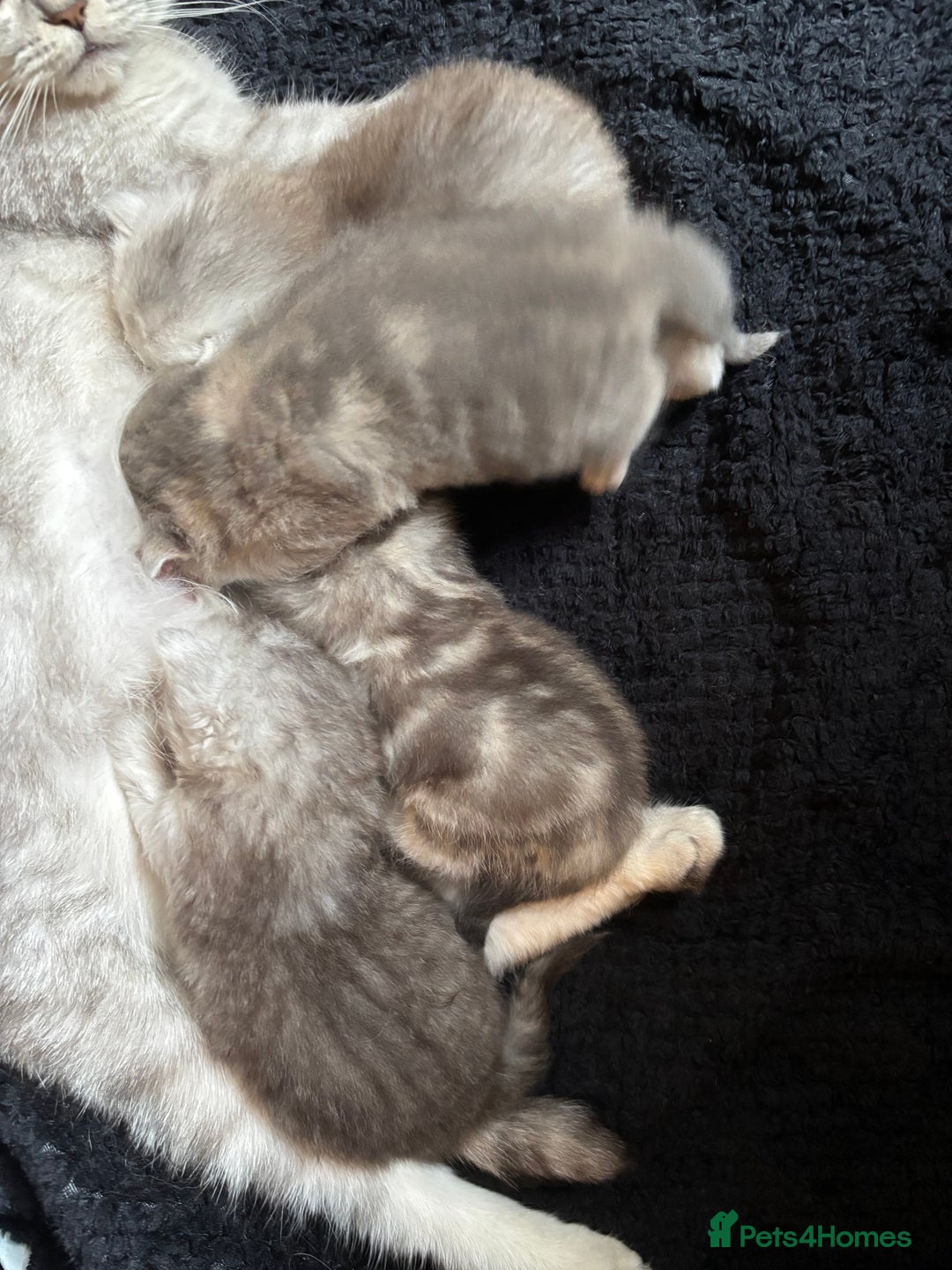 British Shorthair cats for sale: ❤️ Rare Persian Fold/Straight ❤️ - Image 5