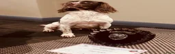 English Springer Spaniel dogs for sale: 1 bitch available springer puppies  - Advert 8