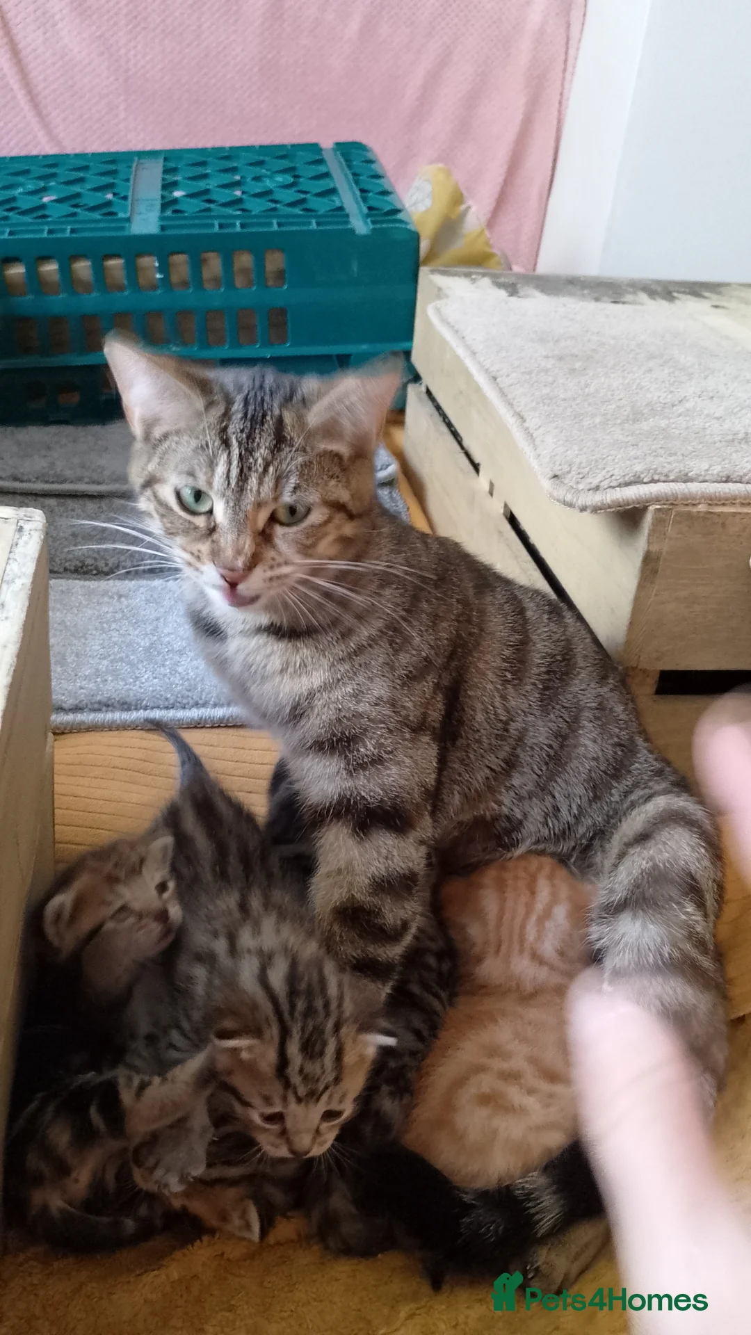 Mixed Breed cats for sale: Cat short hair british in Peterborough - Advert 1