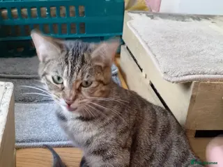 Mixed Breed cats Cat short hair british - Advert 1