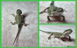 Bearded Dragon reptiles for sale: 6 Baby Bearded Dragons - Advert 2