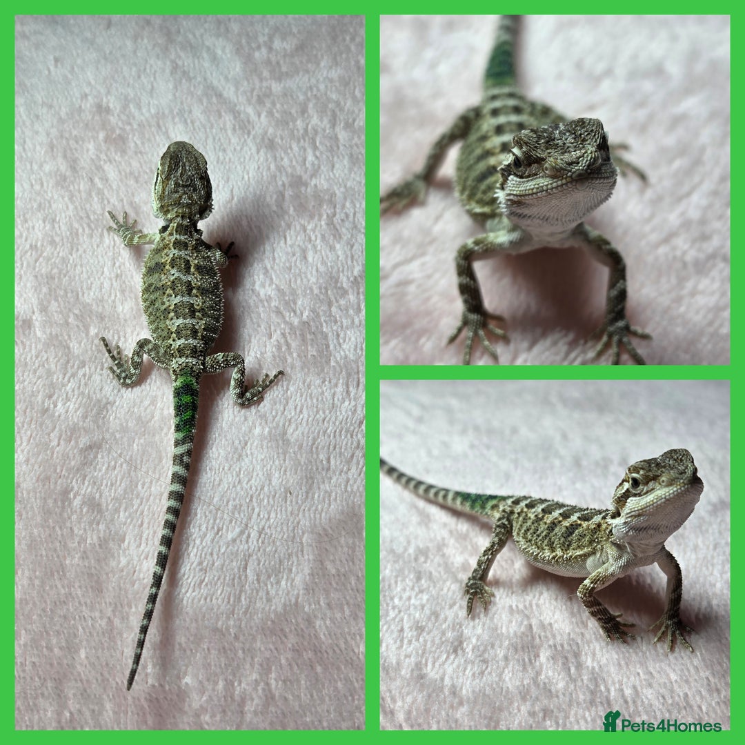 Bearded Dragon reptiles for sale: 6 Baby Bearded Dragons - Advert 2