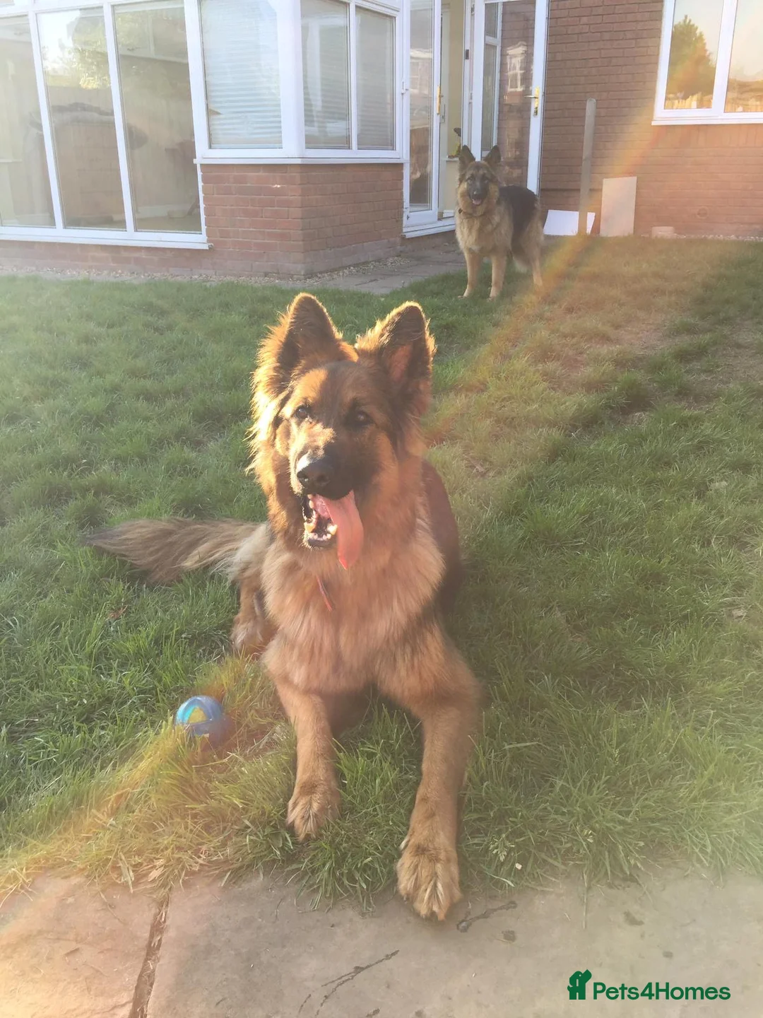 German Shepherd dogs for sale: German Shepherds – Loving Home Needed - Advert 2