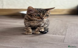 Bengal cats for sale: Charcoal Bengal Kittens  in Runcorn - Image 8