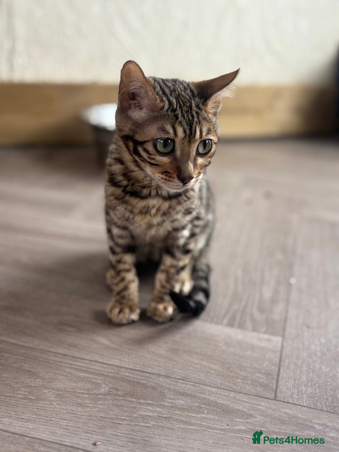Bengal cats for sale: Charcoal Bengal Kittens  in Runcorn - Image 8