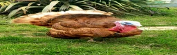 Turkeys poultry for sale: Turkey Chicks Available, pure colours - Advert 3