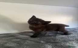 Ragdoll cats for sale: Beautiful Ragdoll X Kittens For Sale 🐾  - Image 19