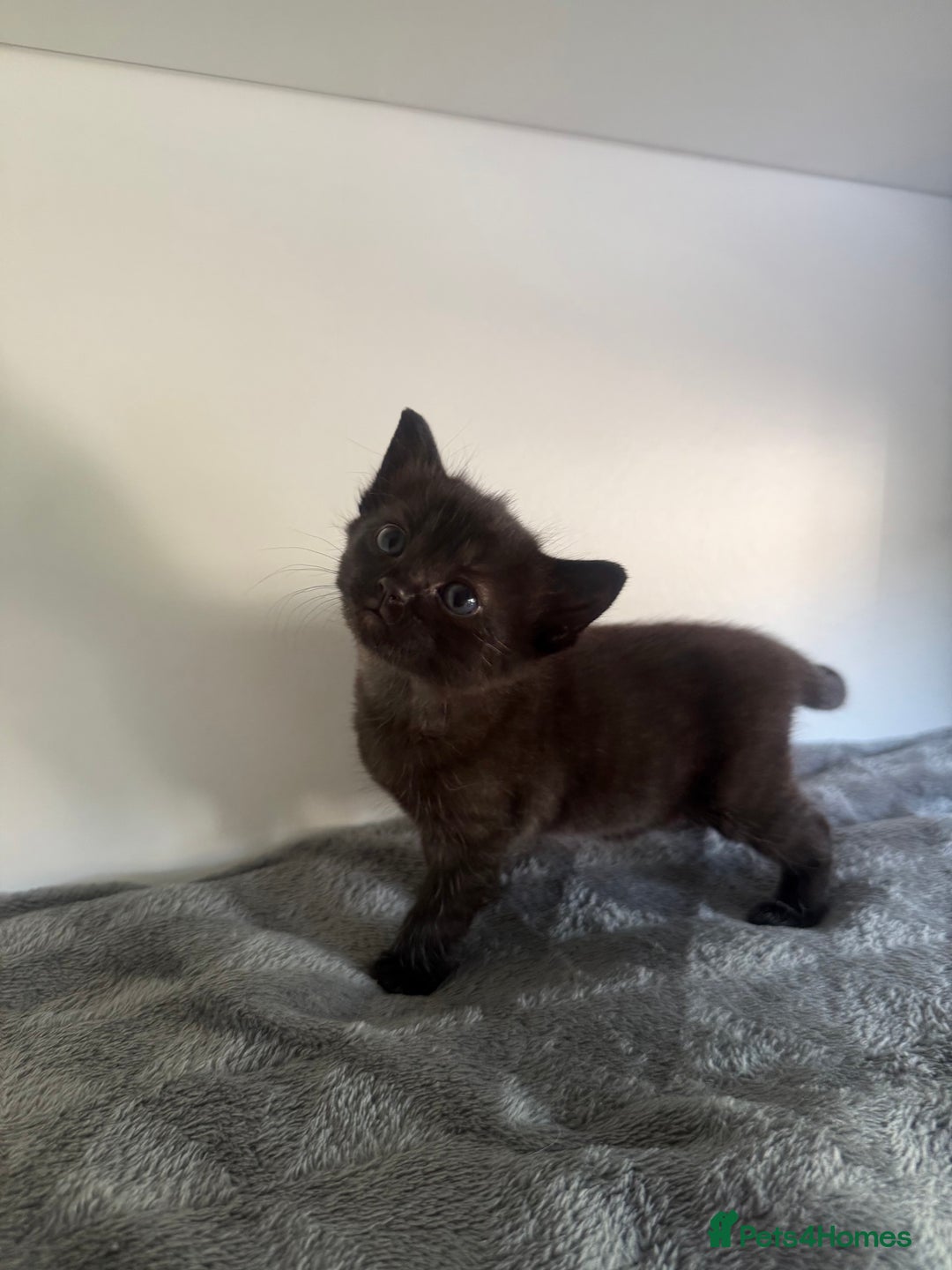 Ragdoll cats for sale: Beautiful Ragdoll X Kittens For Sale 🐾  - Image 19