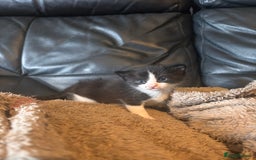 Mixed Breed cats for sale: Mixed breed kittens  - Image 9