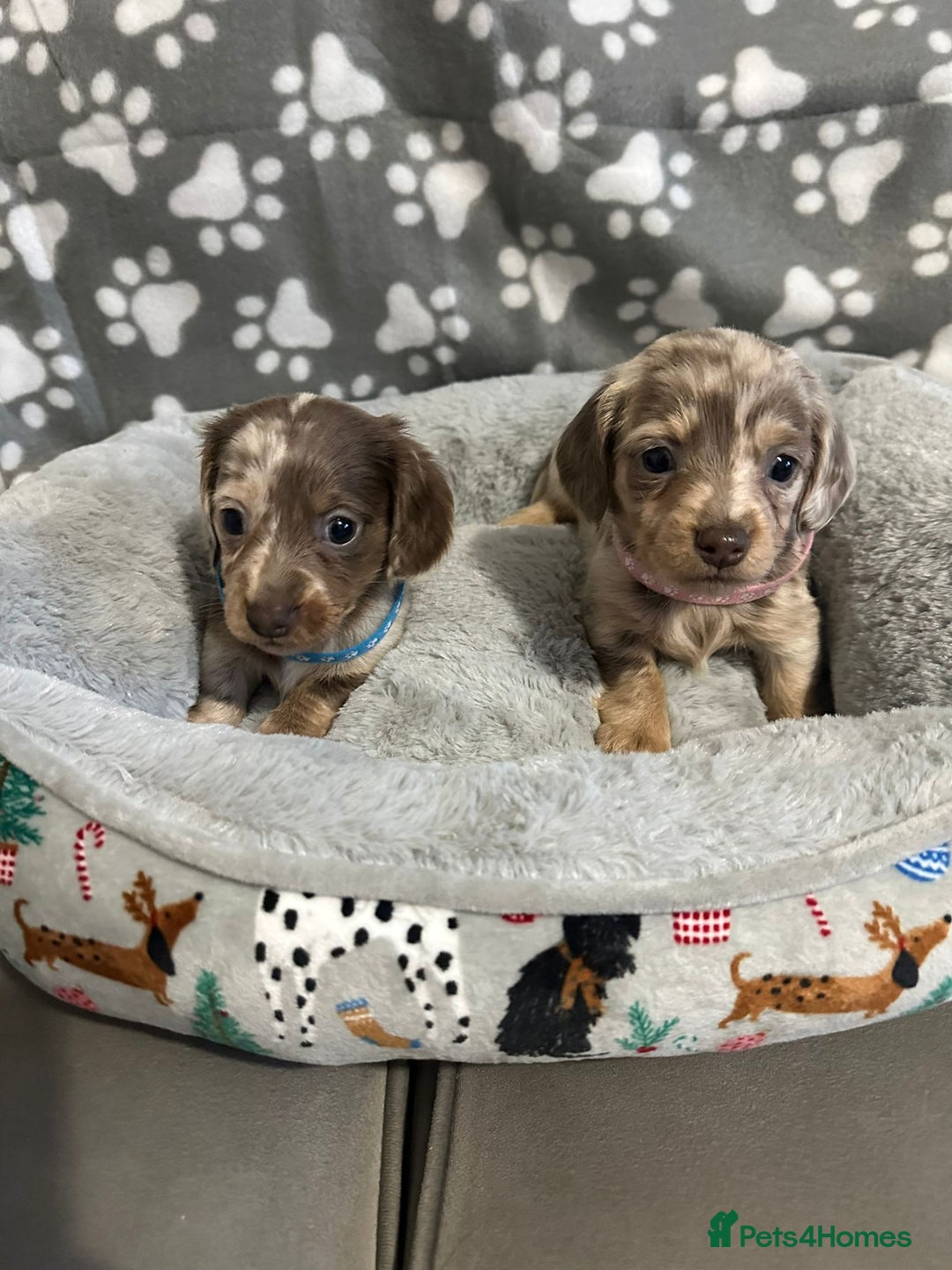 Miniature Dachshund dogs for sale: Miniature dachshunds  - Advert 3