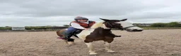 Swedish Warmblood horses for sale: Dutch warmblood mare and gelding - Advert 10