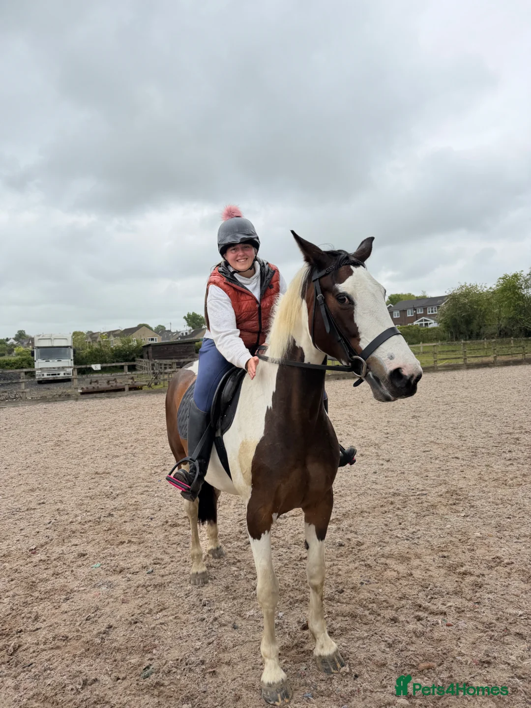 Swedish Warmblood horses for sale: Dutch warmblood mare and gelding - Advert 10
