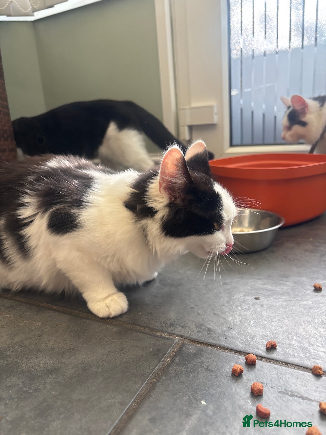 Mixed Breed cats for sale: 2 males 1 female - Image 2