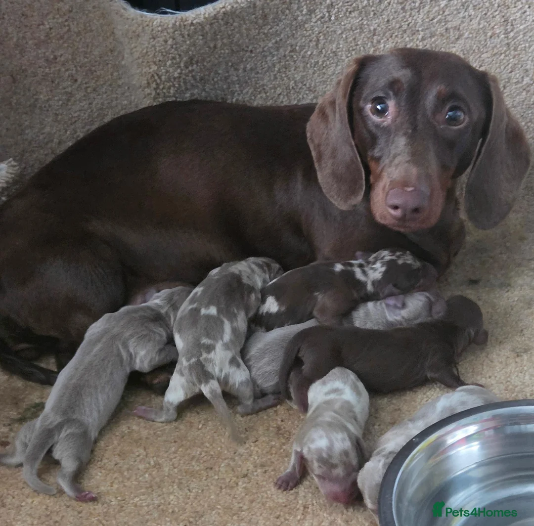 Dachshund dogs for sale: 8 Dachshund Puppies Looking for Their Forever Home - Advert 23