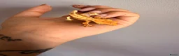 Gecko reptiles for sale: Baby crested gecko’s  - Advert 22