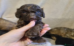 Cockapoo dogs for sale: Super Socialised F1 Cockapoo Puppies. DNA TESTED.  - Image 27