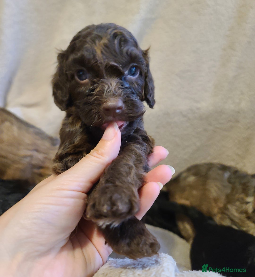 Cockapoo dogs for sale: Super Socialised F1 Cockapoo Puppies. DNA TESTED.  - Image 27