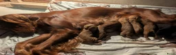 Irish Doodle dogs for sale: Irish doodle puppies - Advert 20