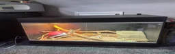 Bearded Dragon reptiles for sale: Male Beaded Dragon - Full set up  - Advert 5