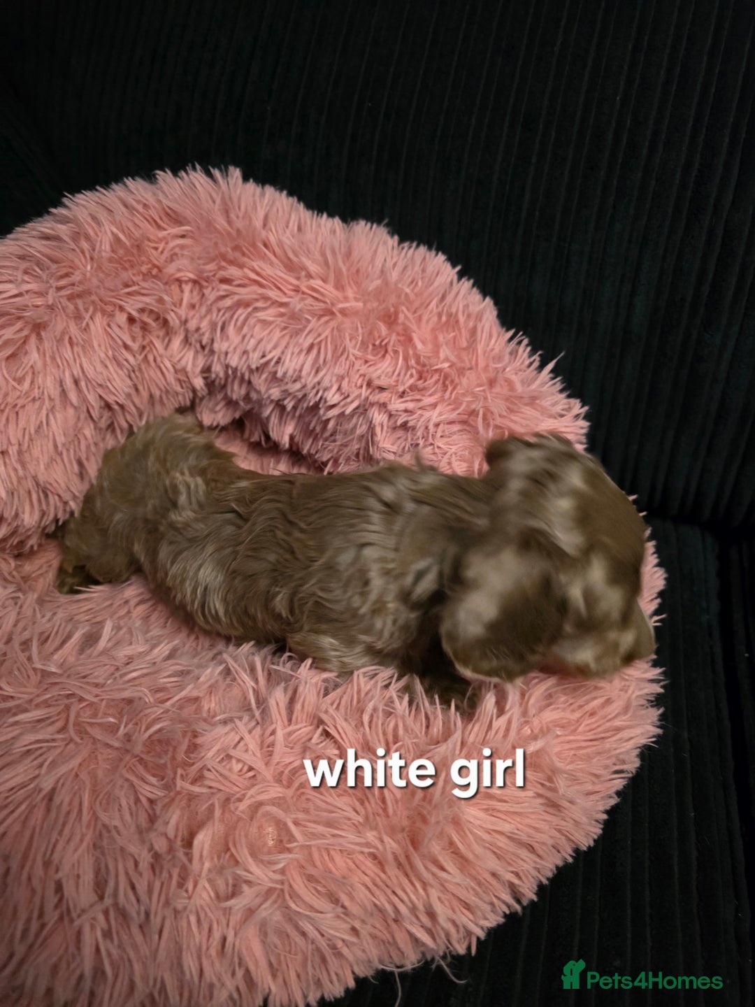 Miniature Dachshund dogs for sale: Isabella tan piebald long hair miniature dachshund - Advert 13