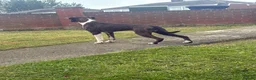 Boxer dogs for sale: Male Boxer - Advert 3