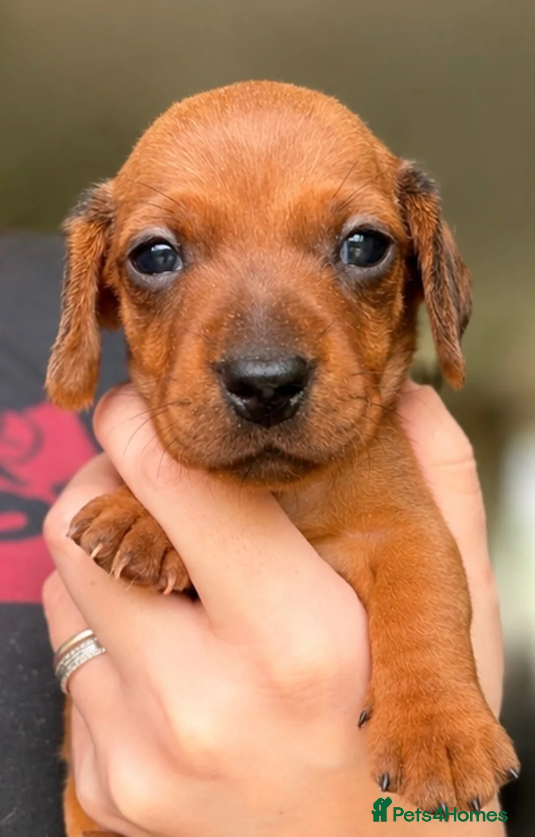 Miniature Dachshund dogs for sale: Smooth Haired Miniature Dachshund Puppies - Advert 2