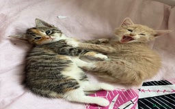 Mixed Breed cats for sale: Gorgeous 8 week old kittens - Image 5